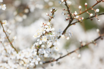 white cherry flowers on the trees in spring