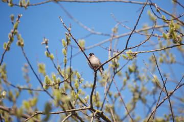 The bird on the tree in spring