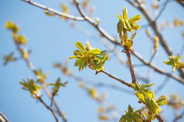 The new leaves from the buds on the trees in spring
