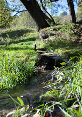Creek in the forest