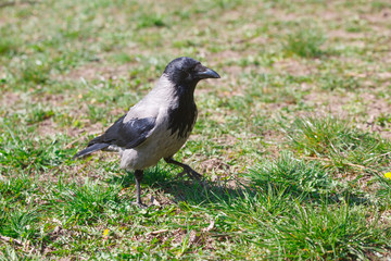 Fototapeta premium The black crow on the green grass in spring