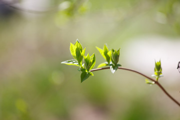 The new leaves from the buds on the trees in spring