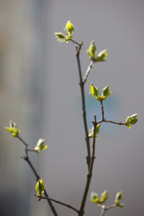 young flowers and leaves on the trees in spring