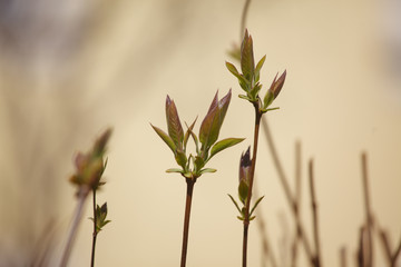 The new leaves from the buds on the trees in spring