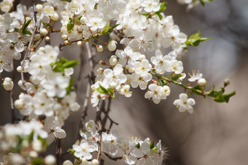 Obraz premium white cherry flowers on the trees in spring