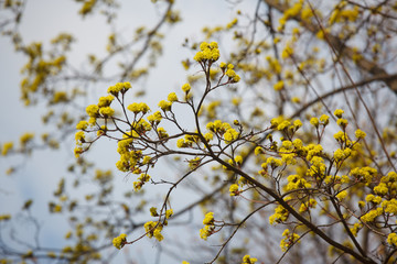 young flowers and leaves on the trees in spring