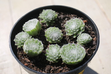 Rojnik pajęcznowaty Sempervivum arachnoideum