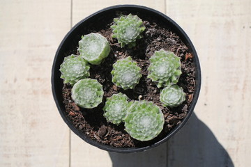 Rojnik pajęcznowaty Sempervivum arachnoideum