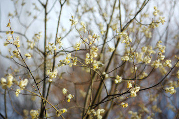 young flowers and leaves on the trees in spring