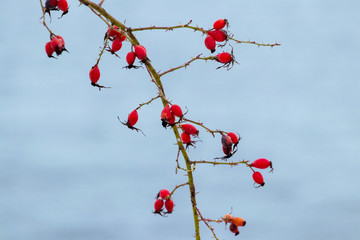 Rosehip branch with red berries without leaves on blurred background