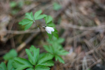white flowers  in spring