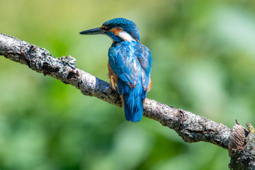 Male kingfisher (Alcedo atthis) on a branch in spring sunshine in England