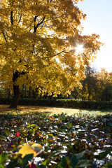
Autumn park, golden leaves, sun and tree