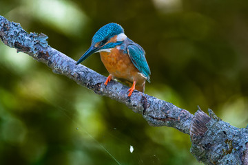 Male kingfisher (Alcedo atthis) on a branch in spring sunshine in England