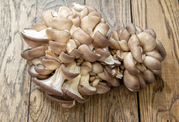Bunch of brown fresh raw oyster mushrooms on wooden table
