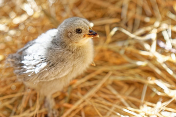 Poussin de Pekin