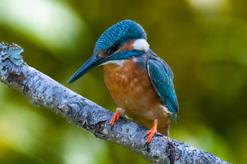 Male kingfisher (Alcedo atthis) on a branch in spring sunshine in England
