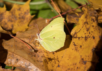 butterfly on leaf