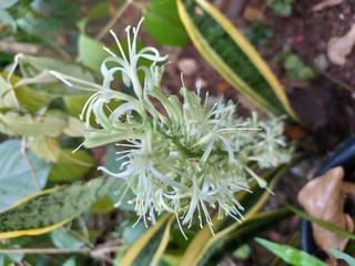 spring flowers in the garden