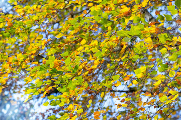 Obraz na płótnie Canvas Background of autumn colorful leaves on the birch in sunny weather