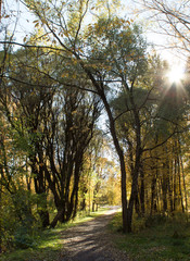 
Autumn park, golden leaves, sun and shadows.