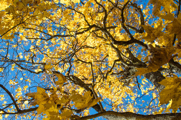 Autumn park, golden leaves, sun and sky.