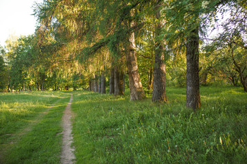 A picturesque pedestrian road in the Park for Hiking and trekking in the bright sun and with shadows from the trees. Beautiful path with a fence of branches and trees