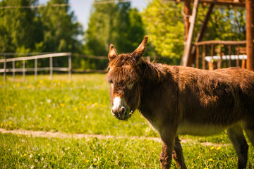 The brown donkey looks into the frame. A small donkey on a farm in the bright sun. Close up