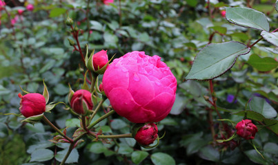flower, rose, pink, garden