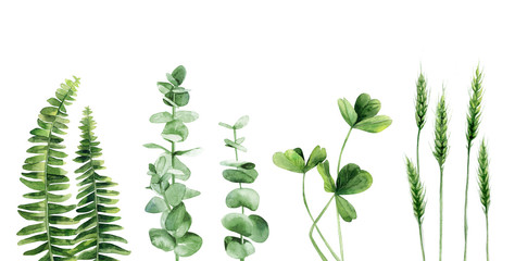 Green plant leaves set. Fern. Eucalyptus branches. Clover stems. Wheat. Watercolour illustration isolated on white background.