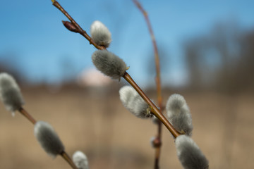 willow (Salix), sky, spring, easter 