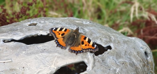 butterfly on a rock. -Laputa Photography-