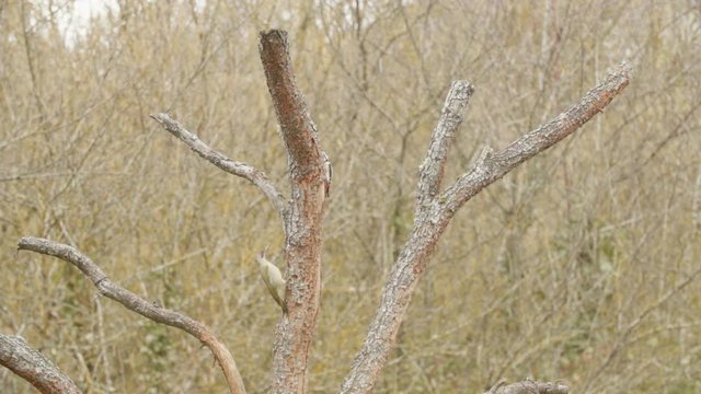 Green Woodpecker and Great Spotted Woodpecker in a tree watching each other in slow motion.