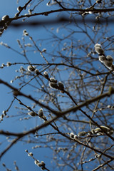 willow (Salix), spring, easter 
