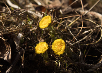 coltsfoot (Tussilago farfara), yellow flowers,spring  in Russia