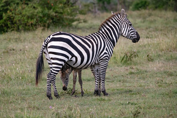 Fototapeta na wymiar young zebra feeding on the grass between its mothers legs in the Masai Mara savannah grasslands