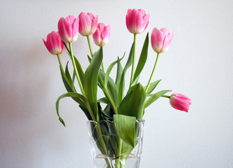Pink tulips close-up on a white background
