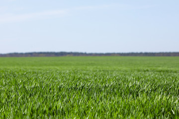 Green field of wheat growing in spring,  Agriculture backgrounds