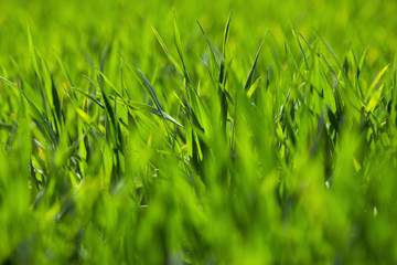 Young winter wheat grows in a field. Green Wheat sprouts 