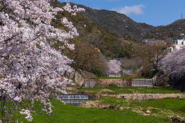 芦屋川と満開の桜