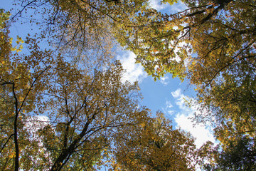 Obraz premium Autumn trees leaves in the forest