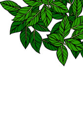 手書き風の葉っぱの背景、フレームに使える素材