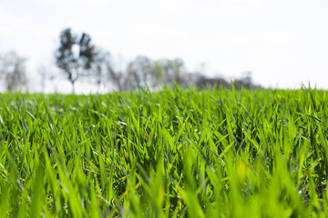 Green field of wheat growing in spring,  Agriculture backgrounds
