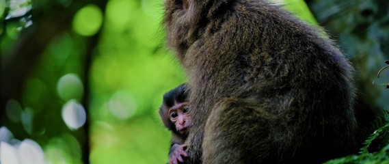 Macaque monkey. Yakushima Island, Yakushima, Kumage District, Kagoshima, Japan