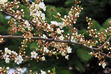 The first spring flowers bloom on a cherry tree. Spring flowering.
