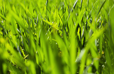Young green wheat grows in a field. Agriculture backgrounds