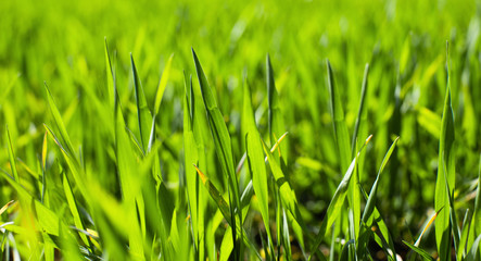 Agriculture. Green wheat sprouts in the sunlight background