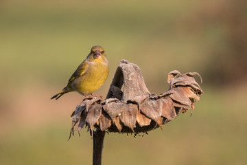 verdone posato su una pianta di girasole