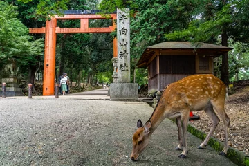 Gardinen A sika deer grazing near a torii gate at Todai-ji temple, Nara, Japan © Francesco Bonino