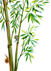 Growing bamboo and snails, watercolor illustration on a white background, isolated. Bamboo is a symbol of longevity, oriental, Chinese painting of usin.